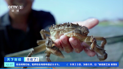 交易量或破200亿元！这里的河蟹，火到海外→
